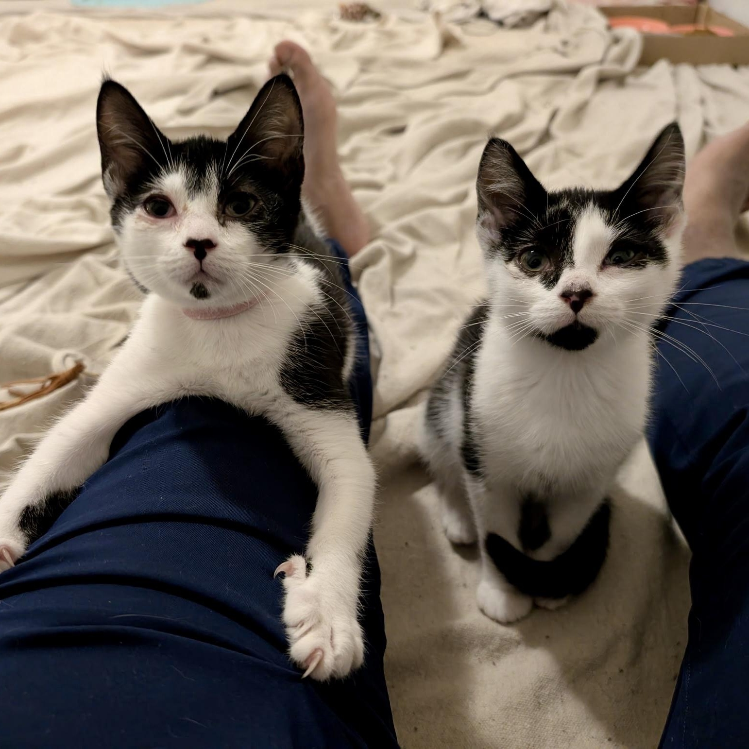 Fraser Fir, a Adoptable Domestic Short Hair in Richmond, VA image 3/4