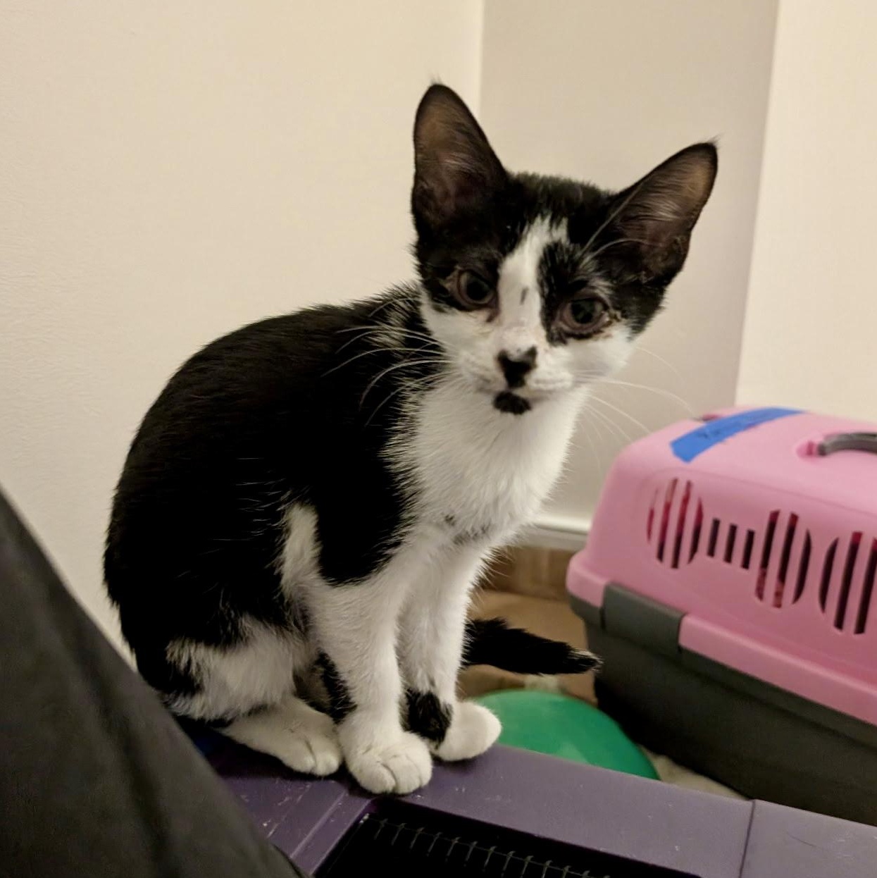 Fraser Fir, a Adoptable Domestic Short Hair in Richmond, VA image 4/4