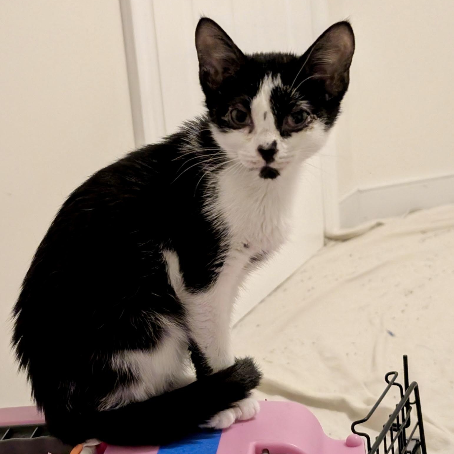 Fraser Fir, a Adoptable Domestic Short Hair in Richmond, VA image 1/4