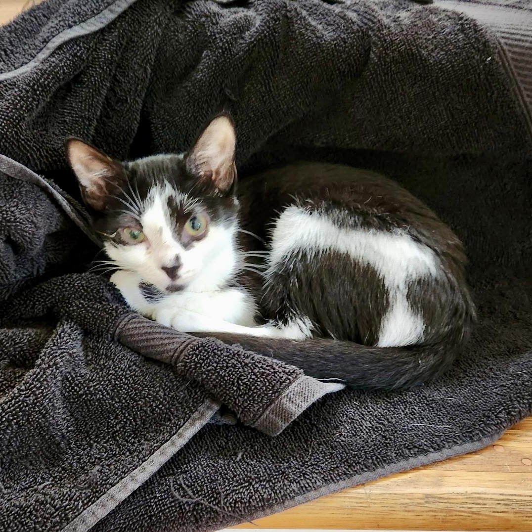 Fraser Fir, a Adoptable Domestic Short Hair in Richmond, VA image 2/4