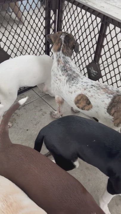 Enlarge Sadie, a Adopted mixed breed in El Cajon, CA video 3/5