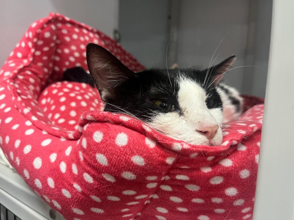 Binary Fission, Adoptable, Young Male Domestic Short Hair.