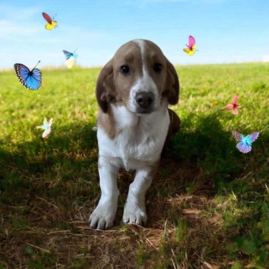 Krystal, Adopted, Young Female Basset Hound & English Shepherd.