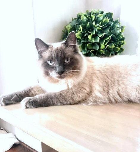 LENNON #1984, Adoptable, Adult Male Himalayan & Siamese.