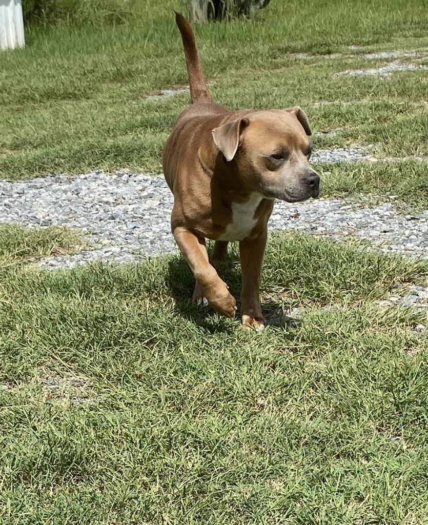 Enlarge Kingston, a Adoptable Pit Bull Terrier in Lakeland, GA image 1/1