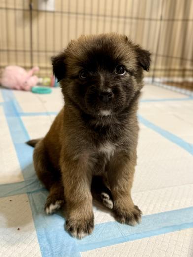 Poppy — thumbnail 3