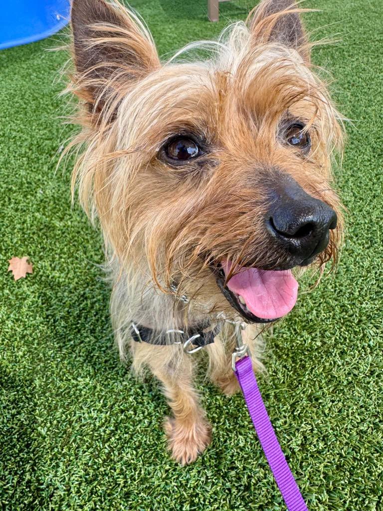 Ochre, Adoptable, Senior Male Yorkshire Terrier.