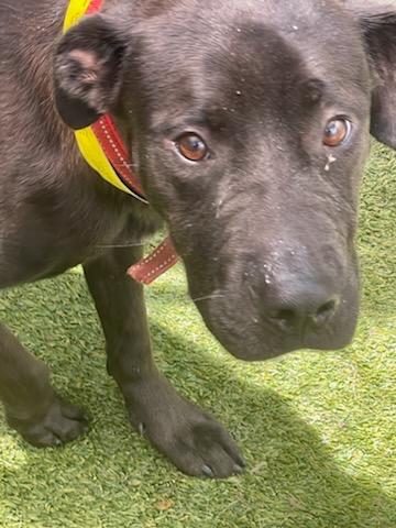 Enlarge Lucy, a Adoptable mixed breed in Mustang, OK image 1/4