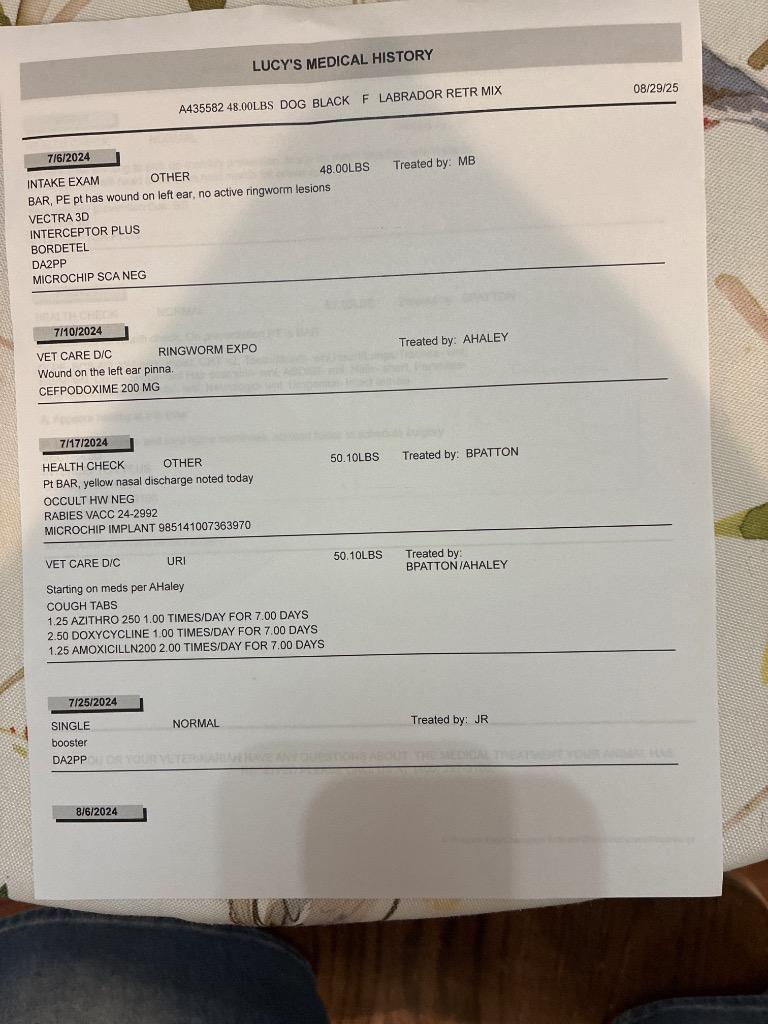 Enlarge Lucy, a Adoptable mixed breed in Mustang, OK image 3/4