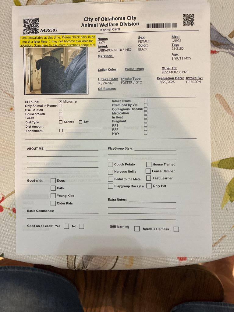 Enlarge Lucy, a Adoptable mixed breed in Mustang, OK image 4/4