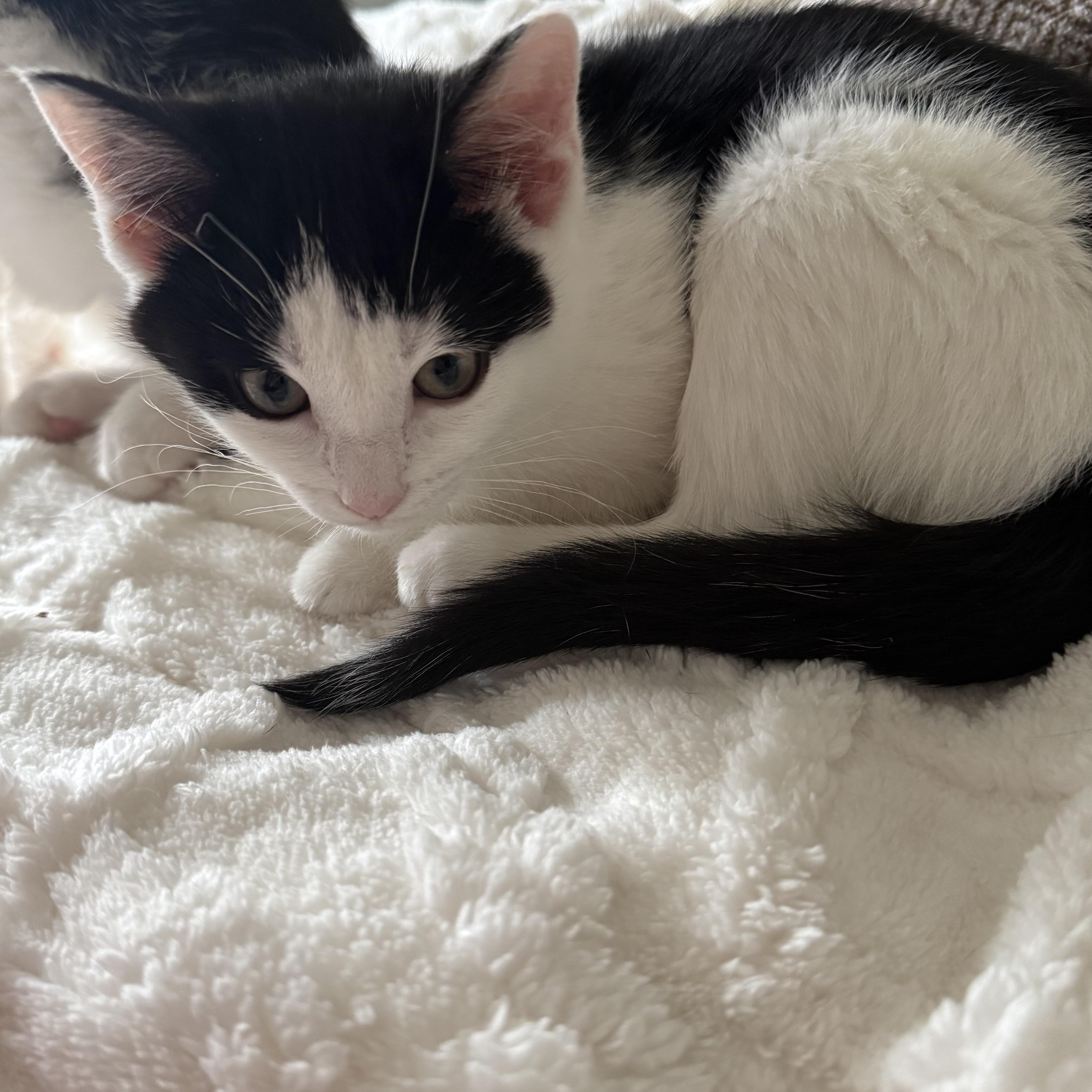 Jupiter, an adopted Domestic Short Hair in Madison, WI image 5/5