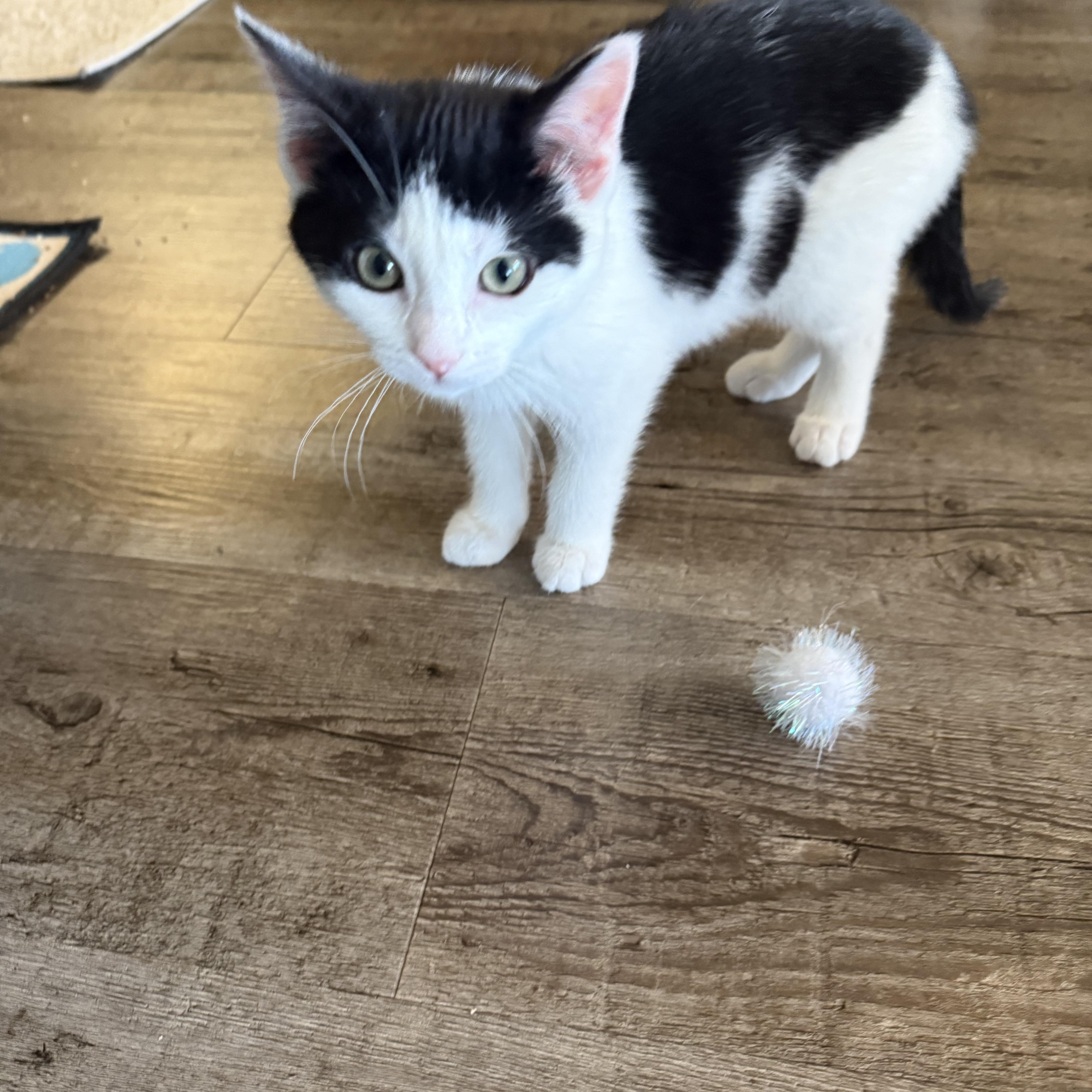 Jupiter, adopted, Kitten Female Domestic Short Hair.