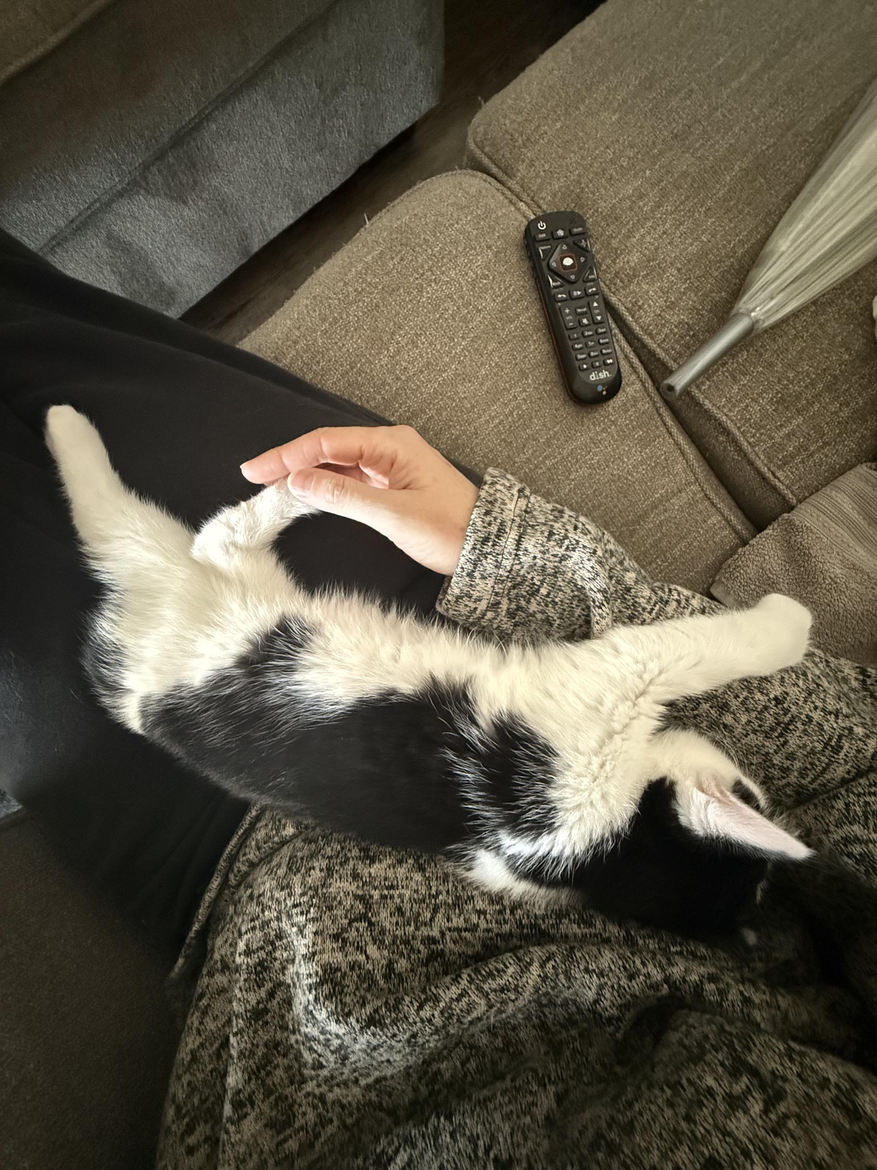 Jupiter, an adopted Domestic Short Hair in Madison, WI image 3/5