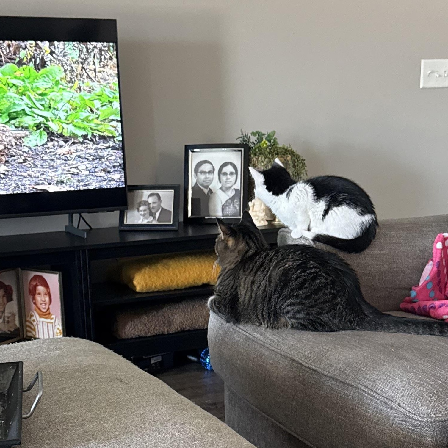 Jupiter, an adopted Domestic Short Hair in Madison, WI image 4/5