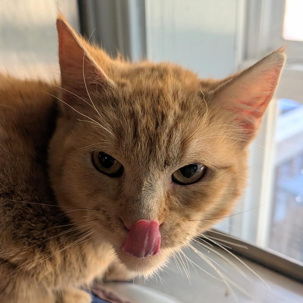 Enlarge Percy, a Adoptable Domestic Short Hair in Huntsville, AR image 1/2