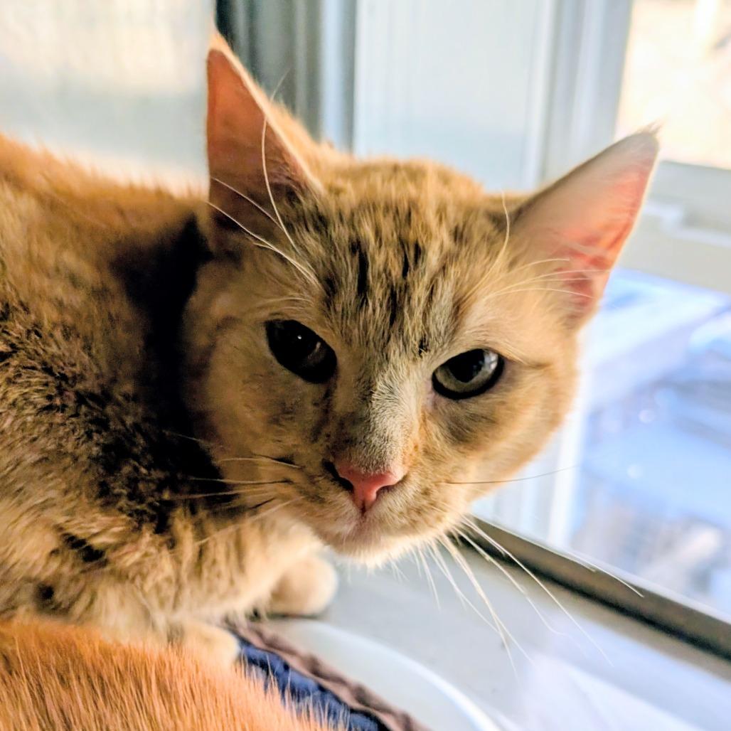 Enlarge Percy, a Adoptable Domestic Short Hair in Huntsville, AR image 2/2