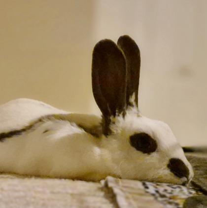Chantilly, a Adoptable mixed breed in Wheaton, IL image 3/3