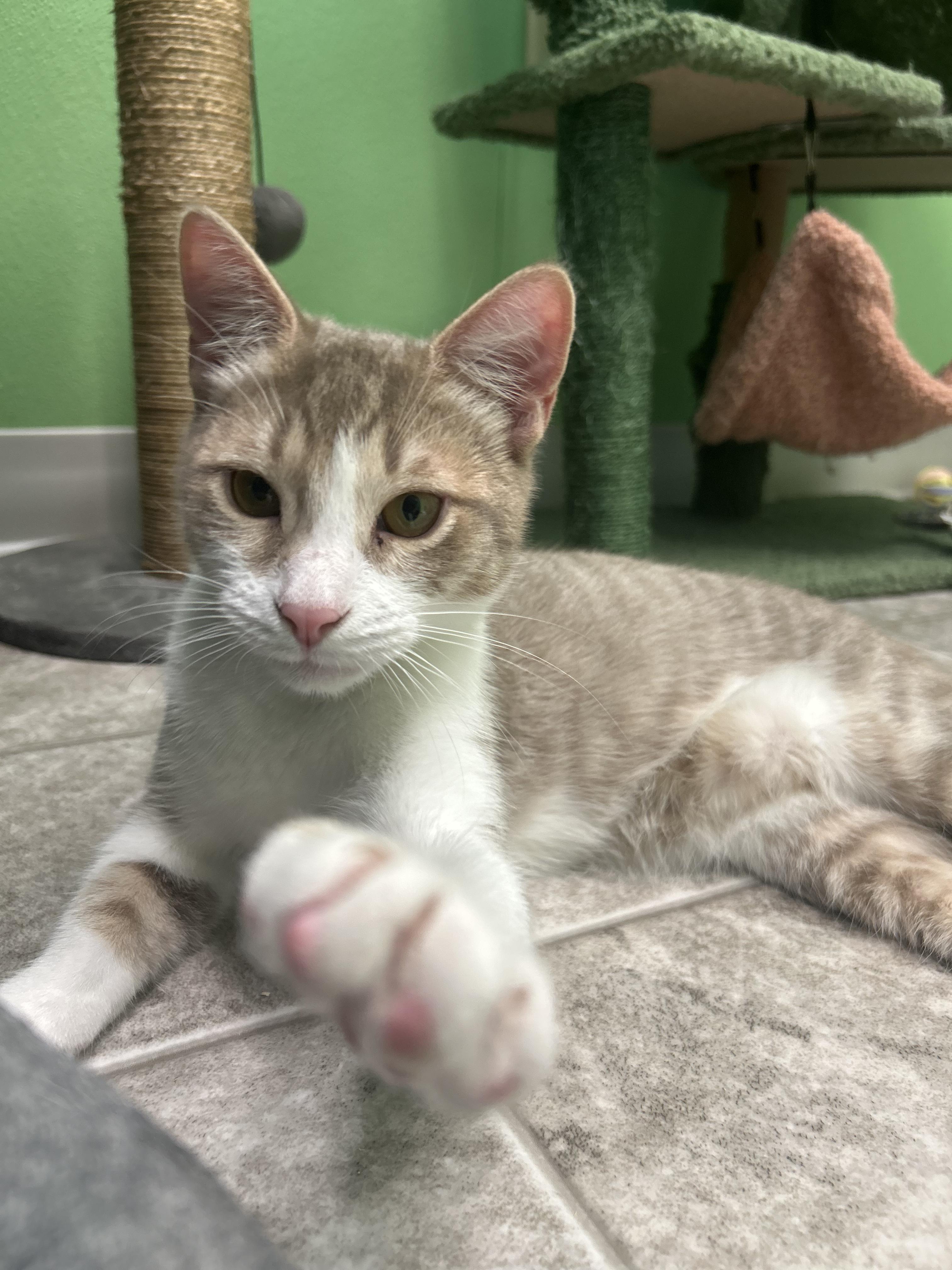 Enlarge Foxglove, a Adoptable Domestic Short Hair in Greenbelt, MD image 1/6