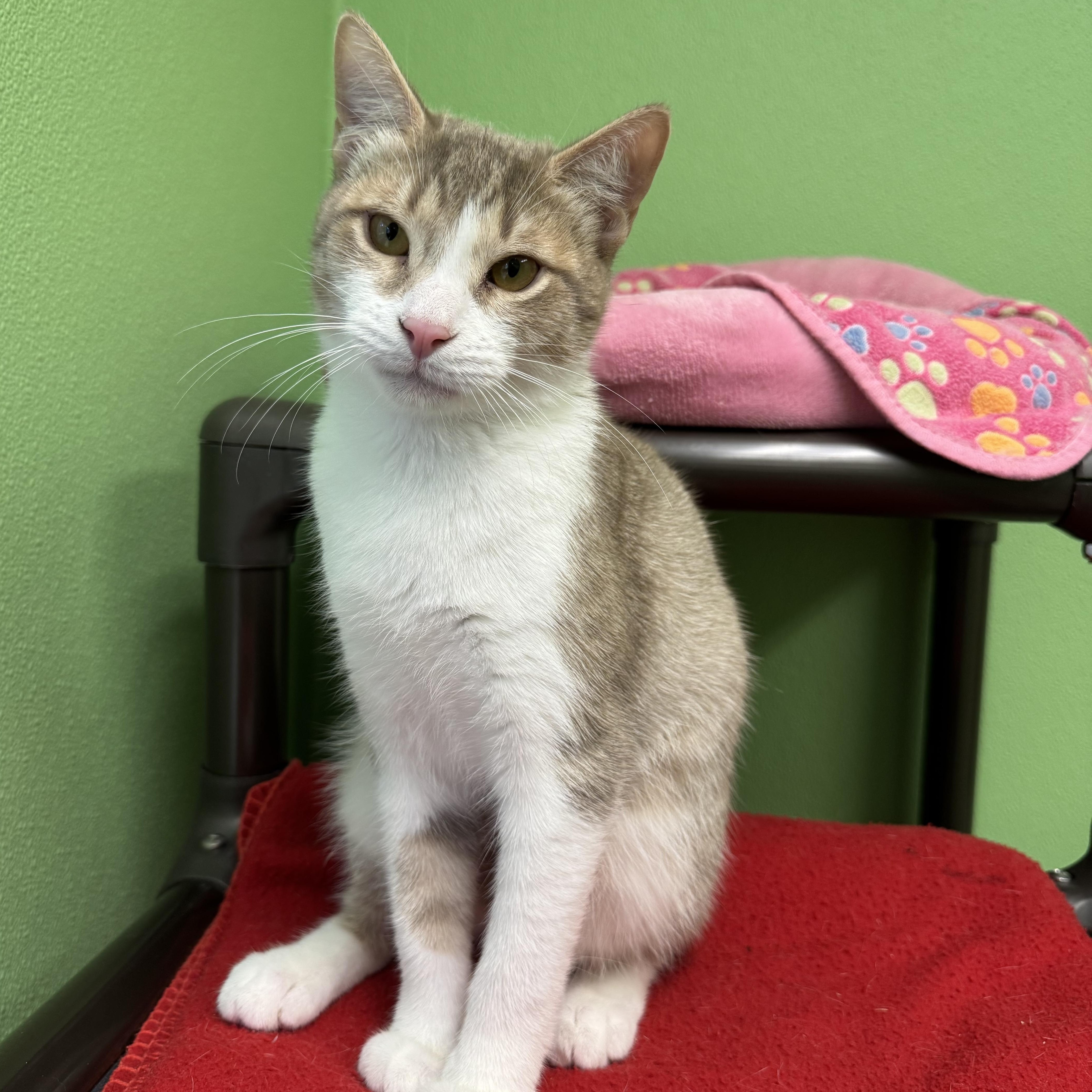 Enlarge Foxglove, a Adoptable Domestic Short Hair in Greenbelt, MD image 4/6