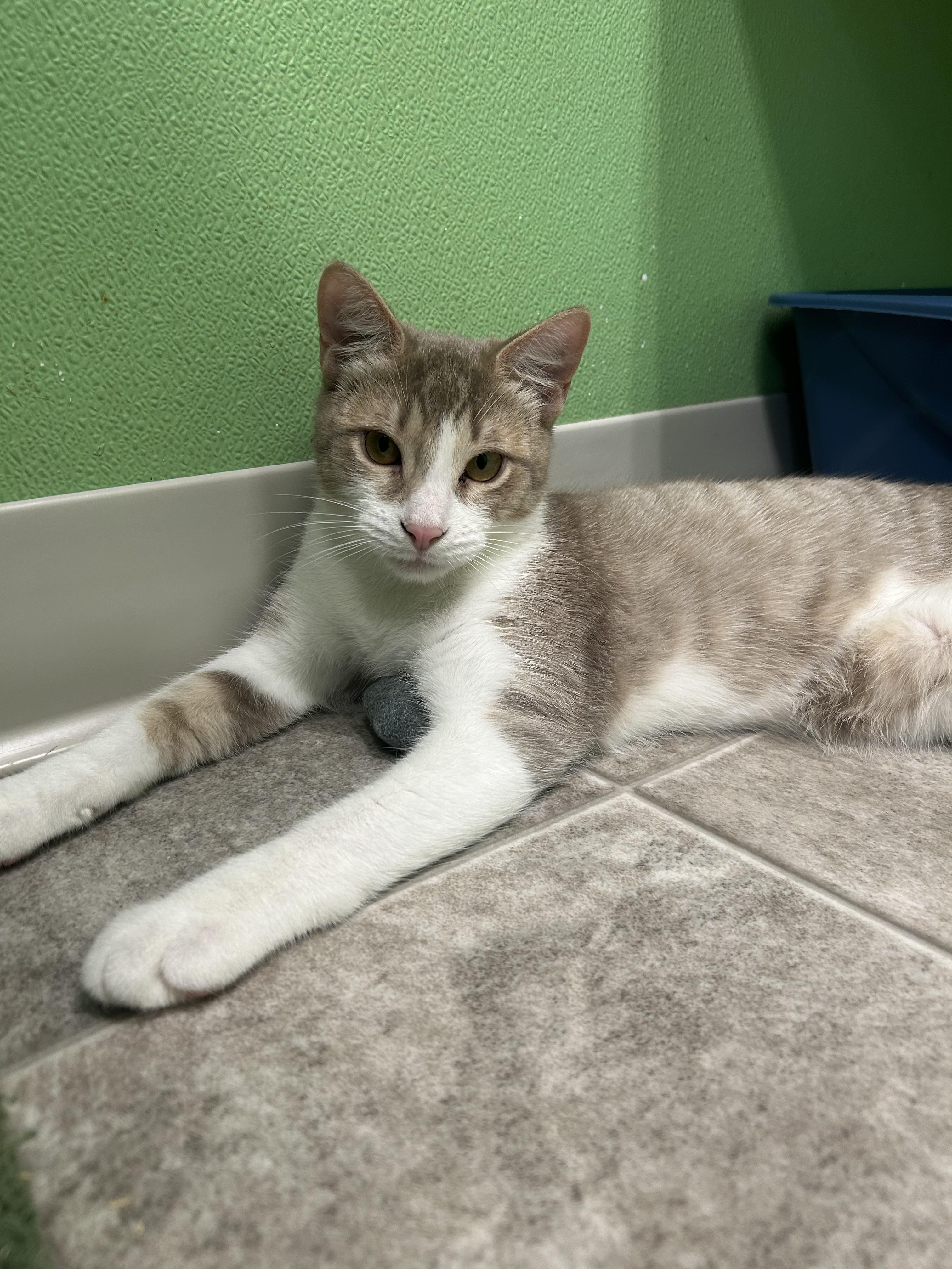 Enlarge Foxglove, a Adoptable Domestic Short Hair in Greenbelt, MD image 3/6