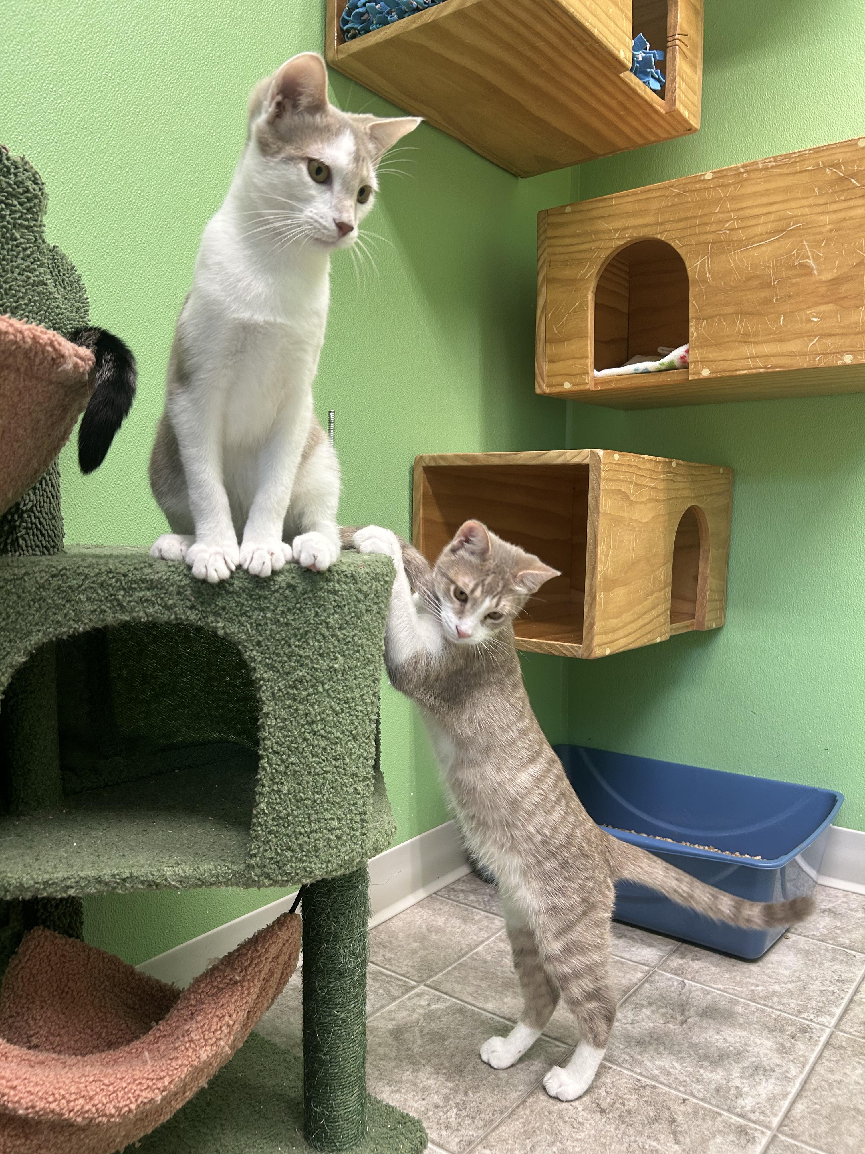 Enlarge Foxglove, a Adoptable Domestic Short Hair in Greenbelt, MD image 2/6