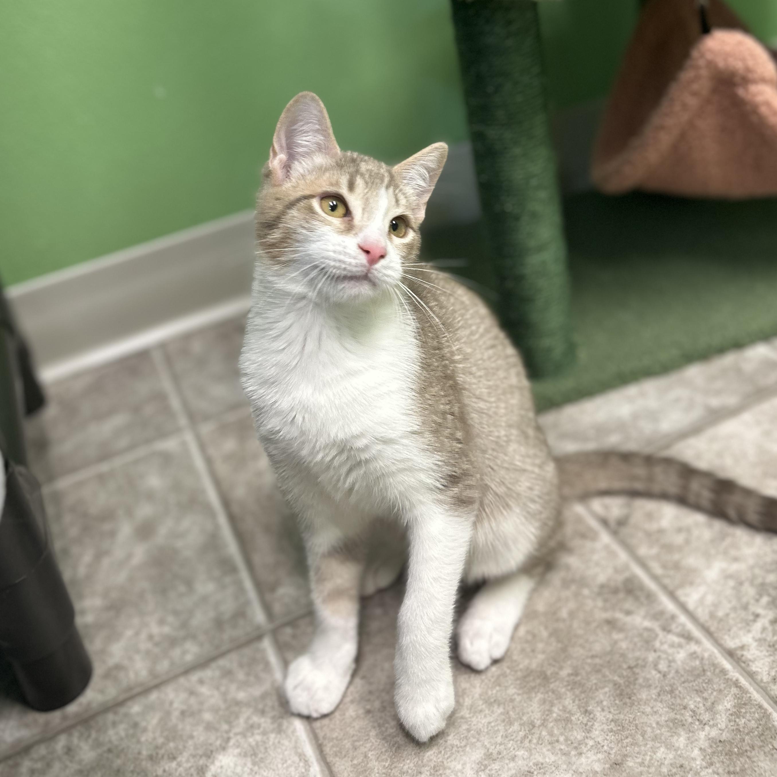 Enlarge Foxglove, a Adoptable Domestic Short Hair in Greenbelt, MD image 5/6