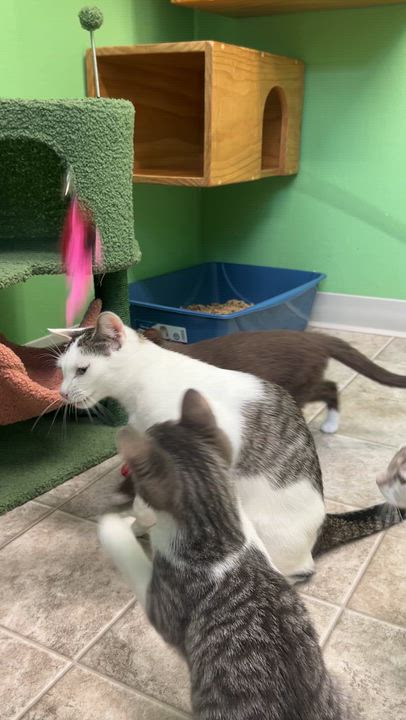 Enlarge Foxglove, a Adoptable Domestic Short Hair in Greenbelt, MD video 6/6