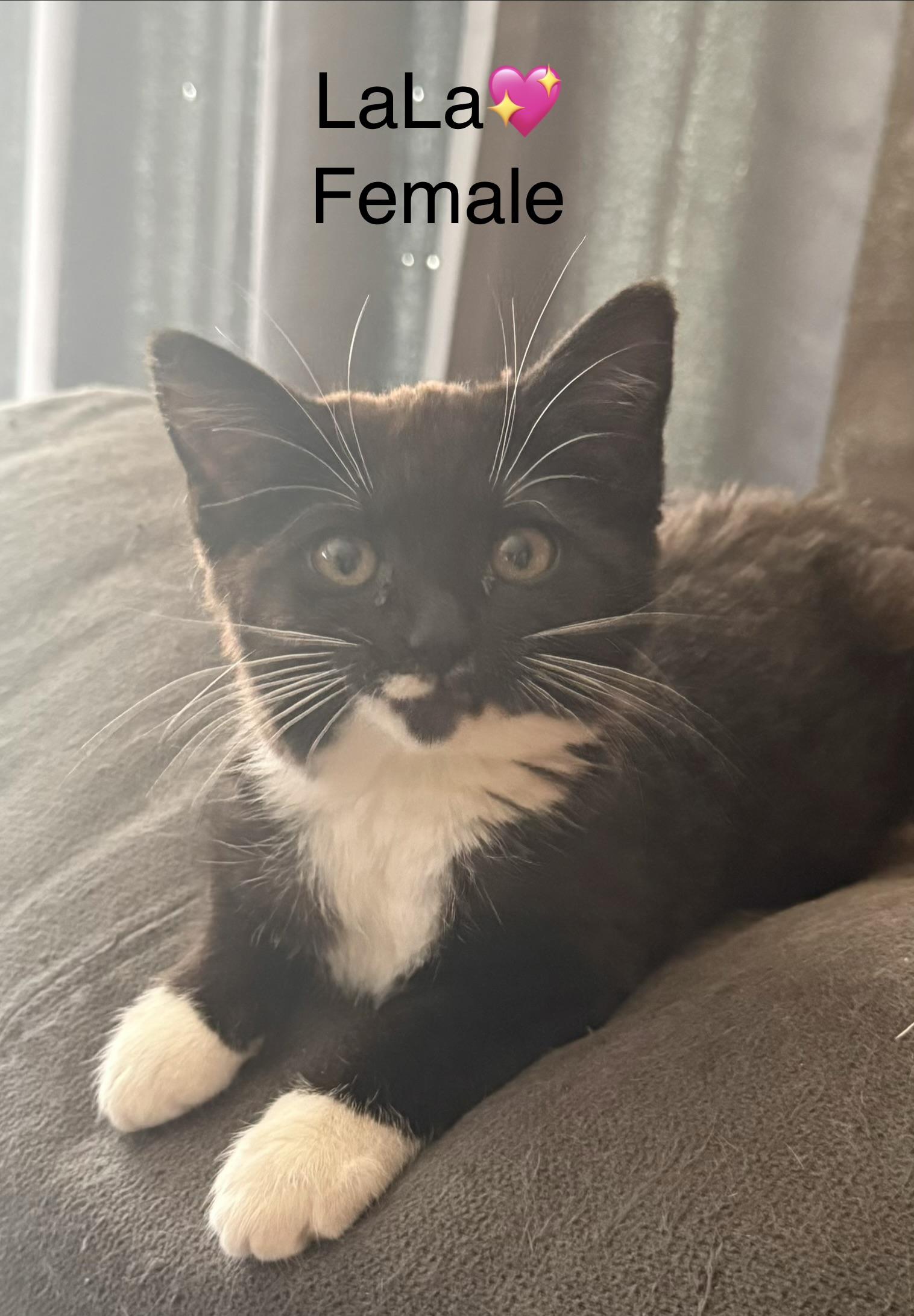 LaLa, ADOPTABLE, Kitten Female Domestic Medium Hair.