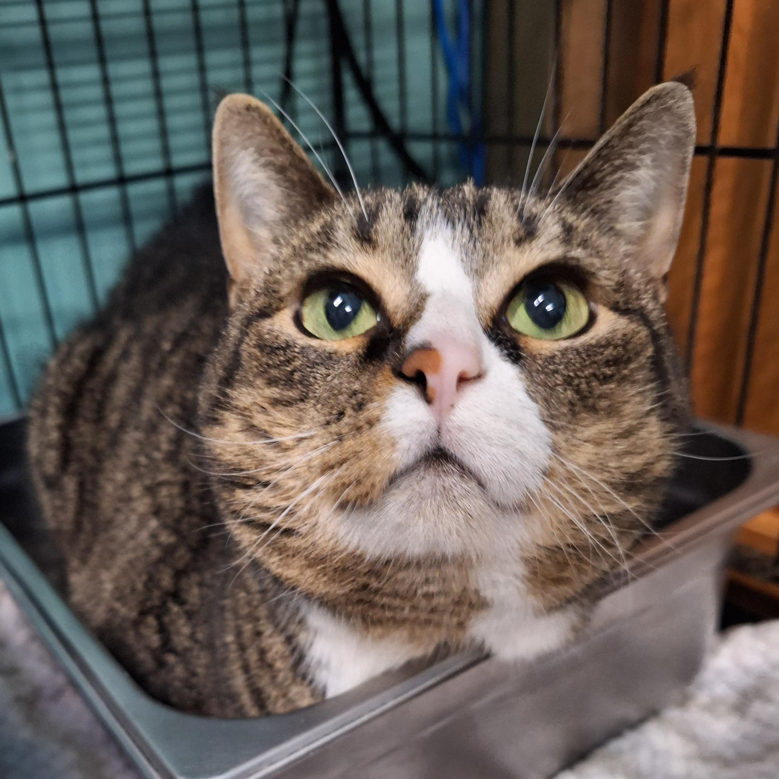 Enlarge Noel, a ADOPTABLE Domestic Short Hair in Lowell, AR image 1/3