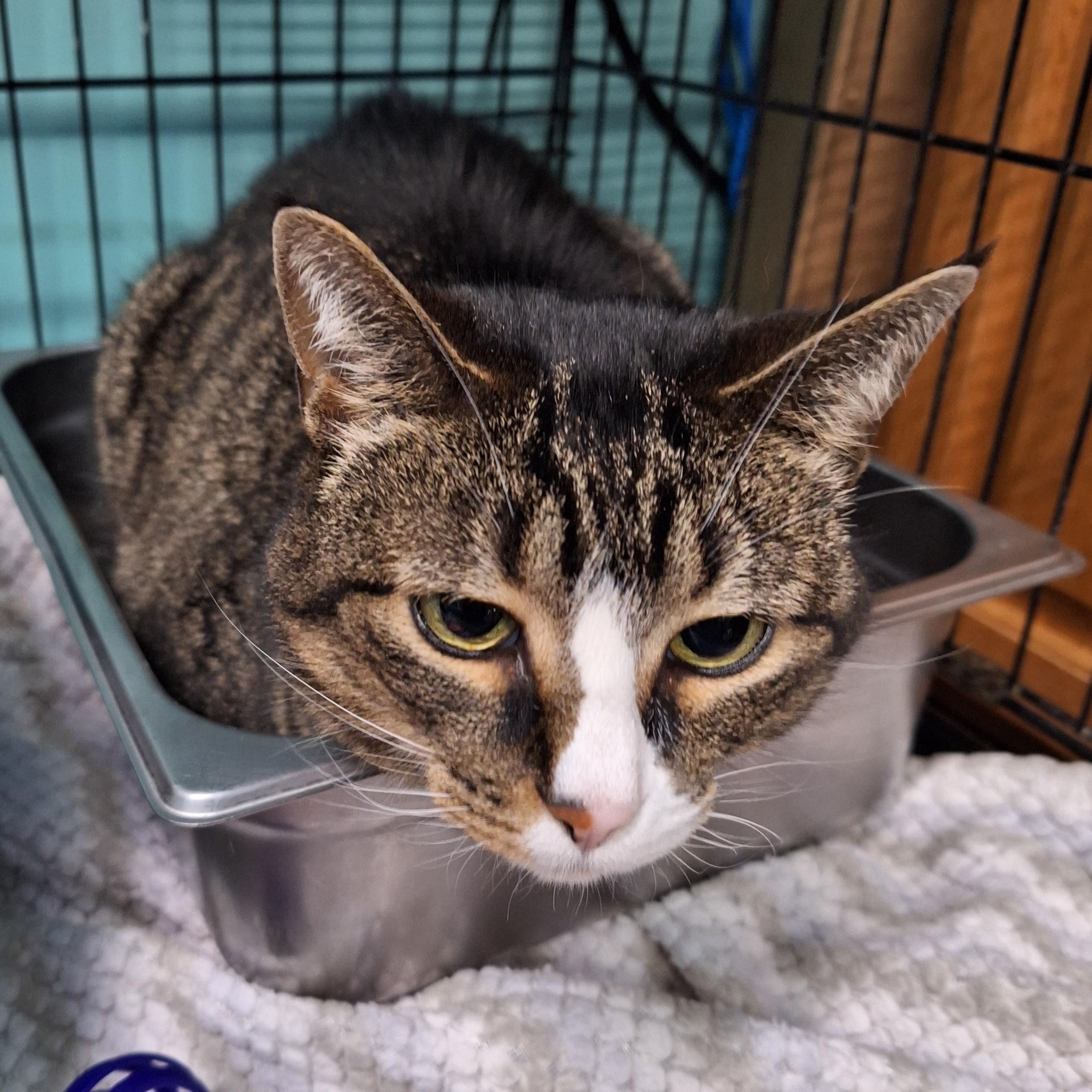 Enlarge Noel, a ADOPTABLE Domestic Short Hair in Lowell, AR image 2/3