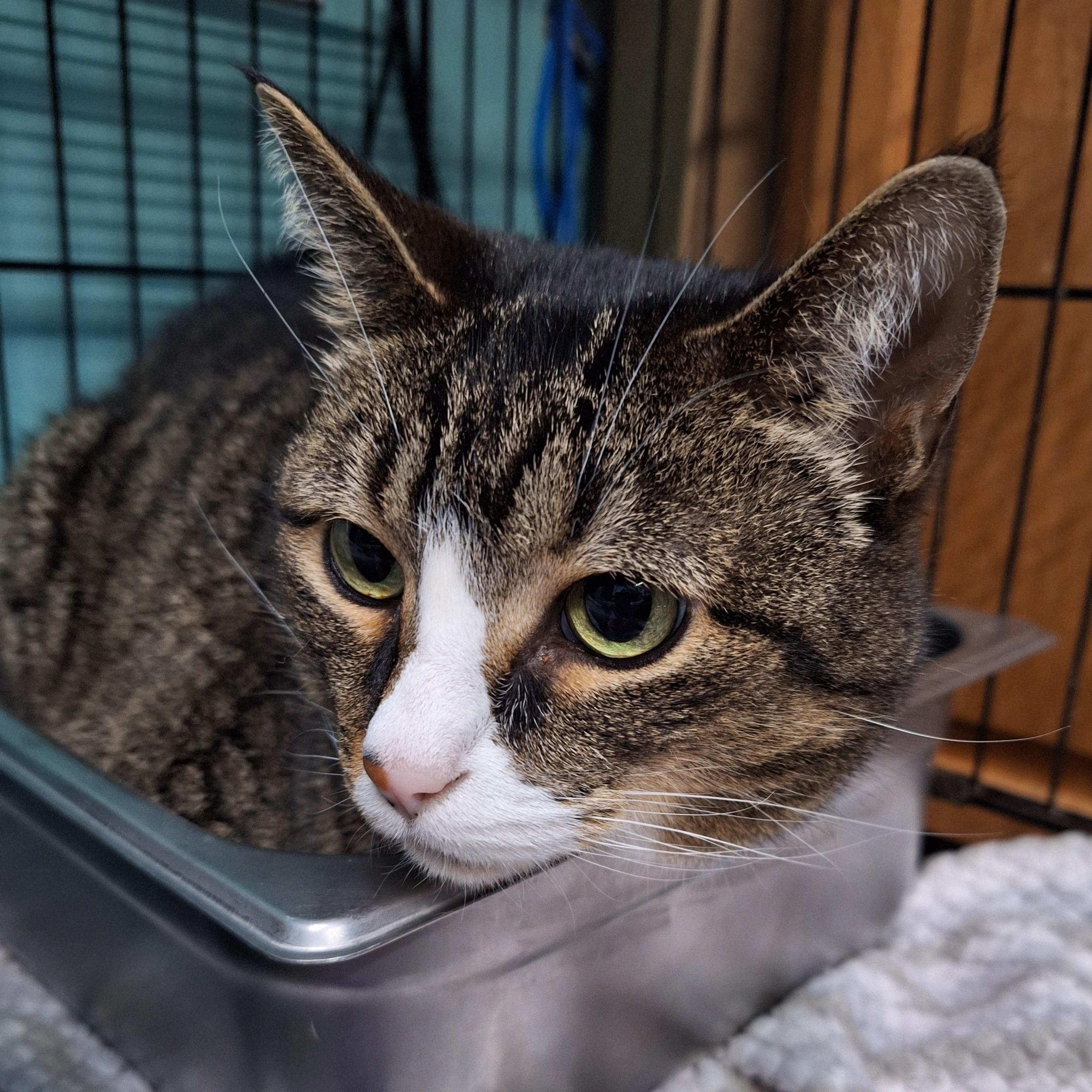 Enlarge Noel, a ADOPTABLE Domestic Short Hair in Lowell, AR image 3/3