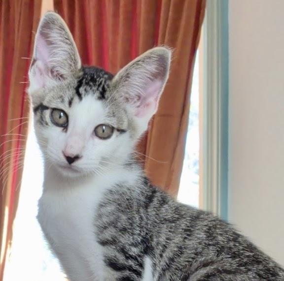 Enlarge Nimbus, a Adoptable mixed breed in Greenfield, CA image 1/1