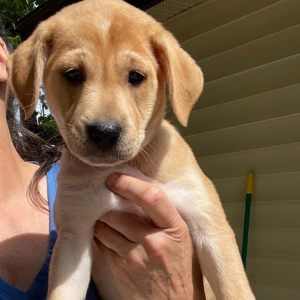 Baby Ruth, Adoptable, Puppy Female Boxer.