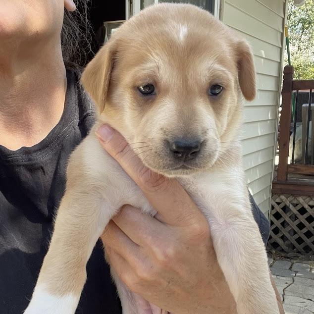 Enlarge Baby Ruth, a Adoptable Boxer in North Charleston, SC image 1/1