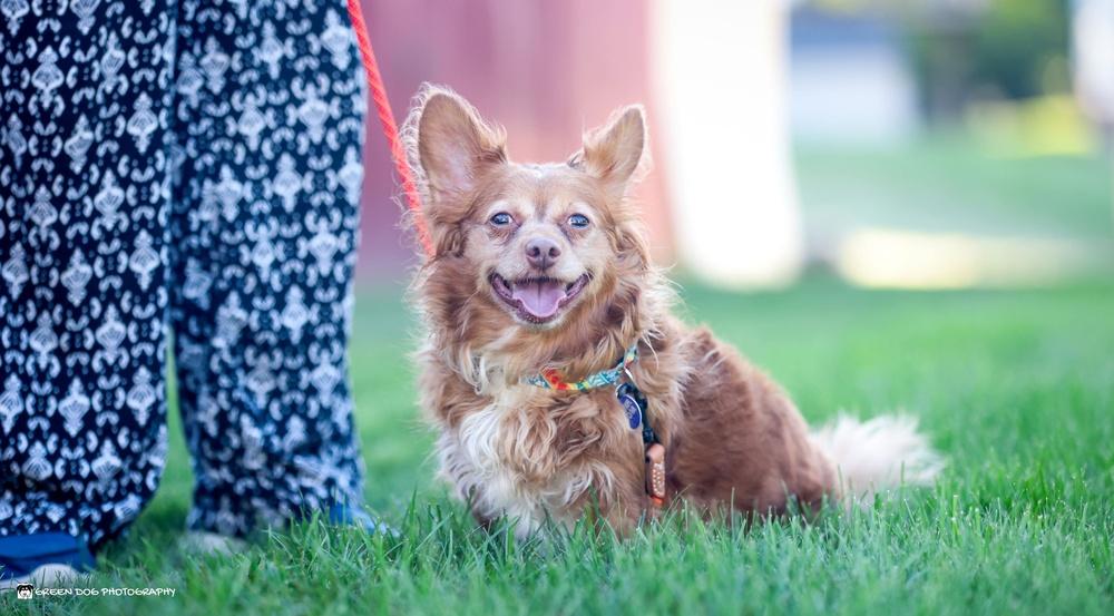 Percy, Adoptable, Senior Male Pomeranian & Chihuahua.