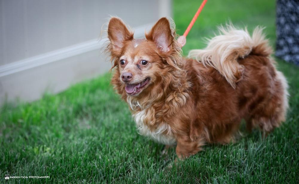 Enlarge Percy, a Adoptable mixed breed in Grand Rapids, MI image 2/4