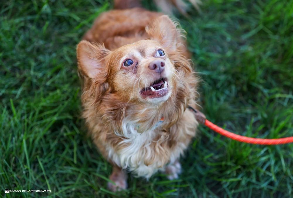 Enlarge Percy, a Adoptable mixed breed in Grand Rapids, MI image 3/4
