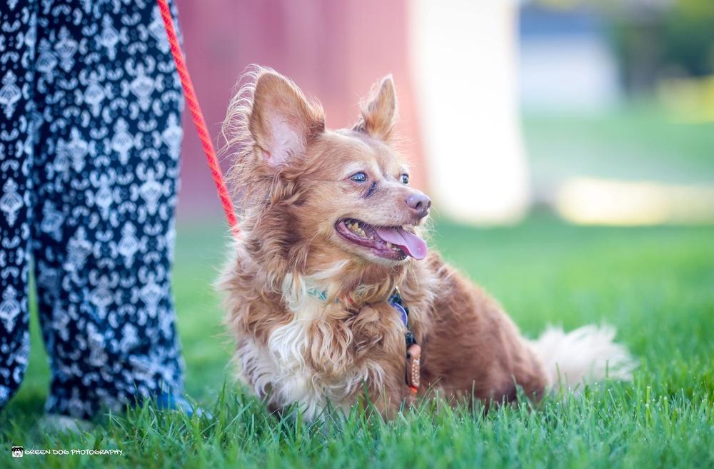 Enlarge Percy, a Adoptable mixed breed in Grand Rapids, MI image 4/4
