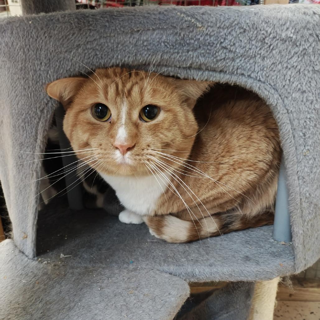 Kimchi, Adoptable, Young Male Domestic Short Hair.