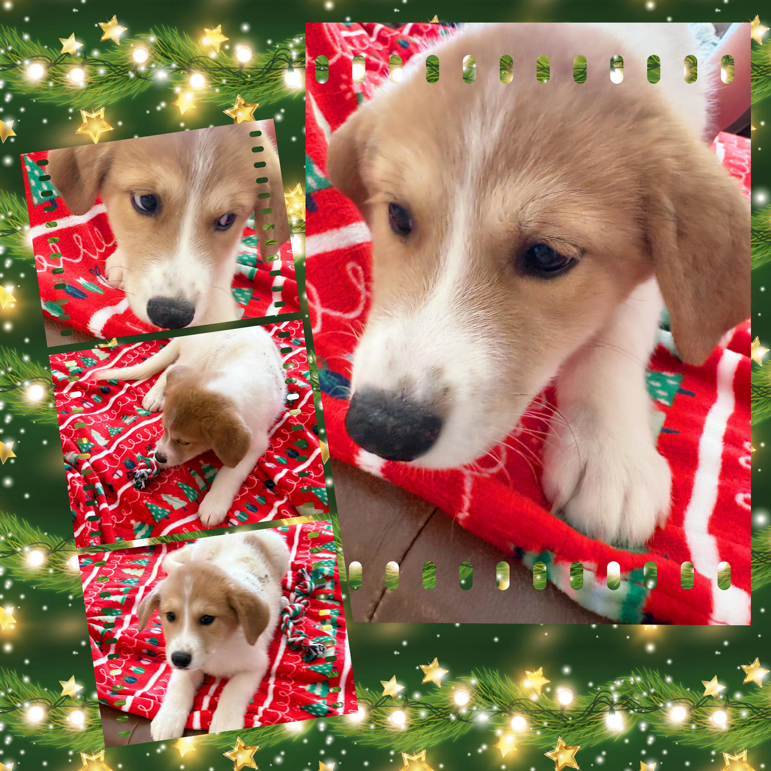 GINGER Snap, adopted, Puppy Female Australian Shepherd & Australian Cattle Dog / Blue Heeler.