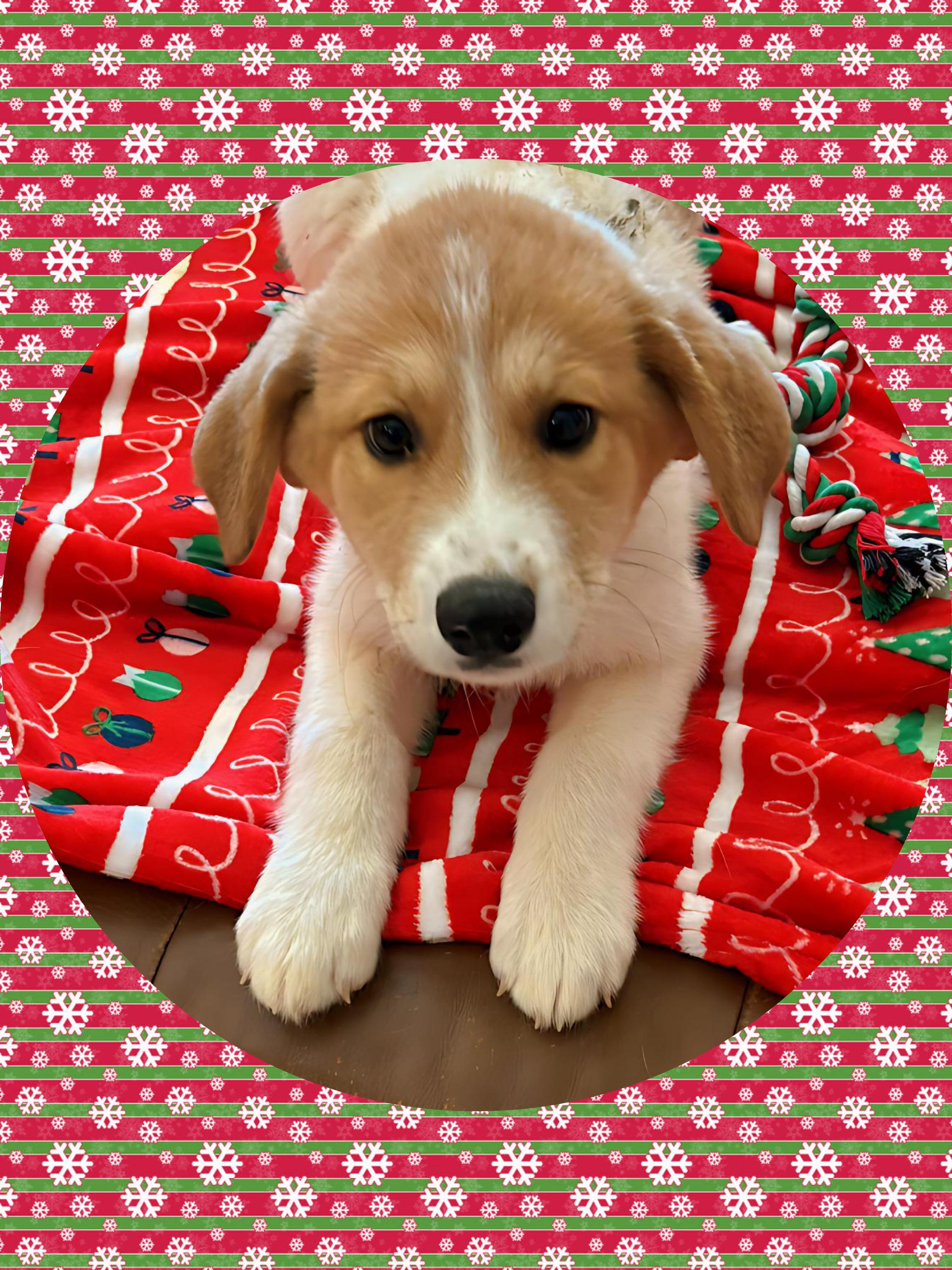 GINGER Snap, an adopted mixed breed in Chandler, AZ image 2/2