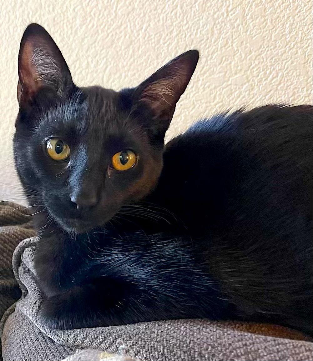 Enlarge SHADE - bonded with Gizmo, a Adoptable Domestic Short Hair in Fremont, CA image 1/3