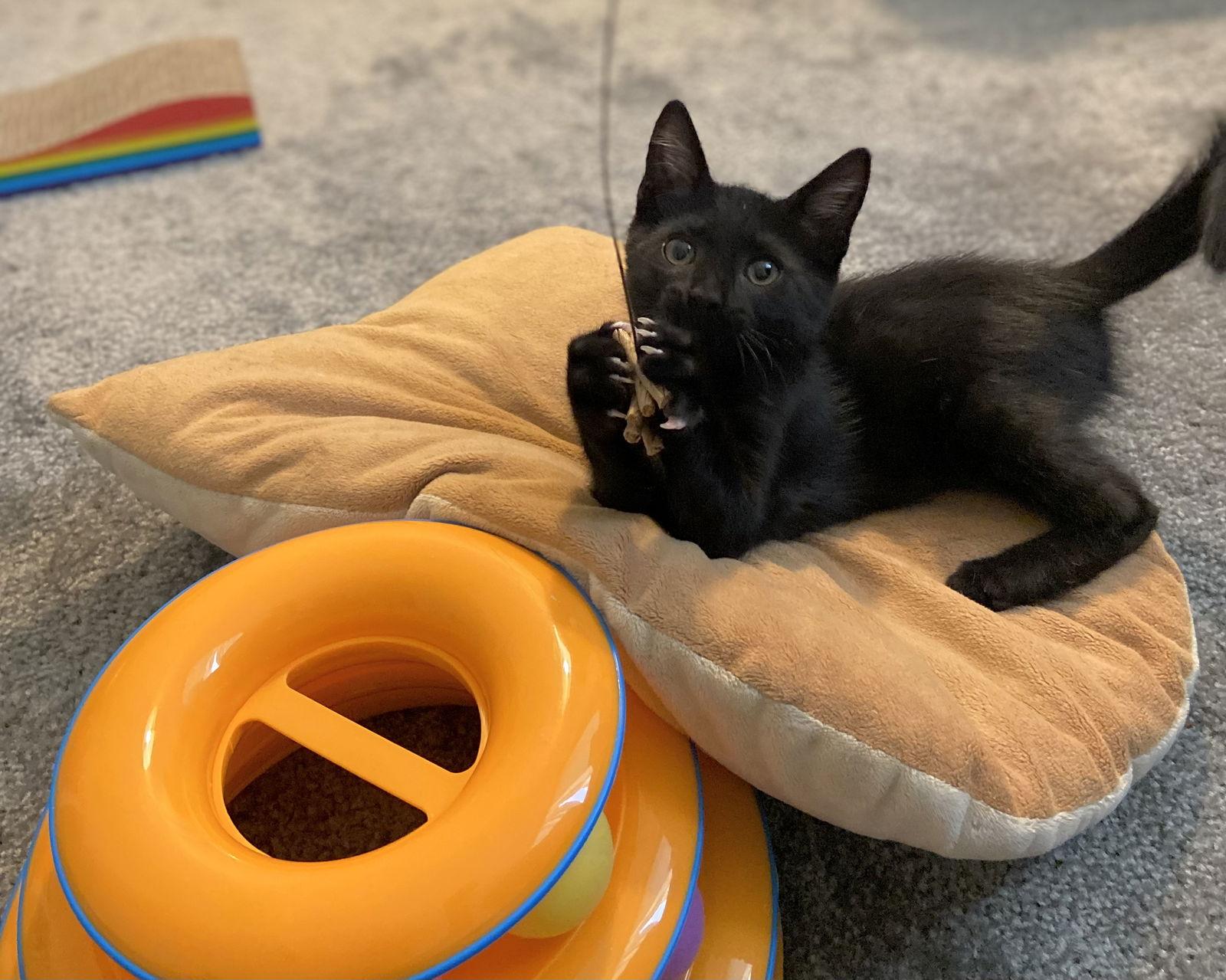 SHADE - bonded with Gizmo, Adoptable, Young Male Domestic Short Hair.