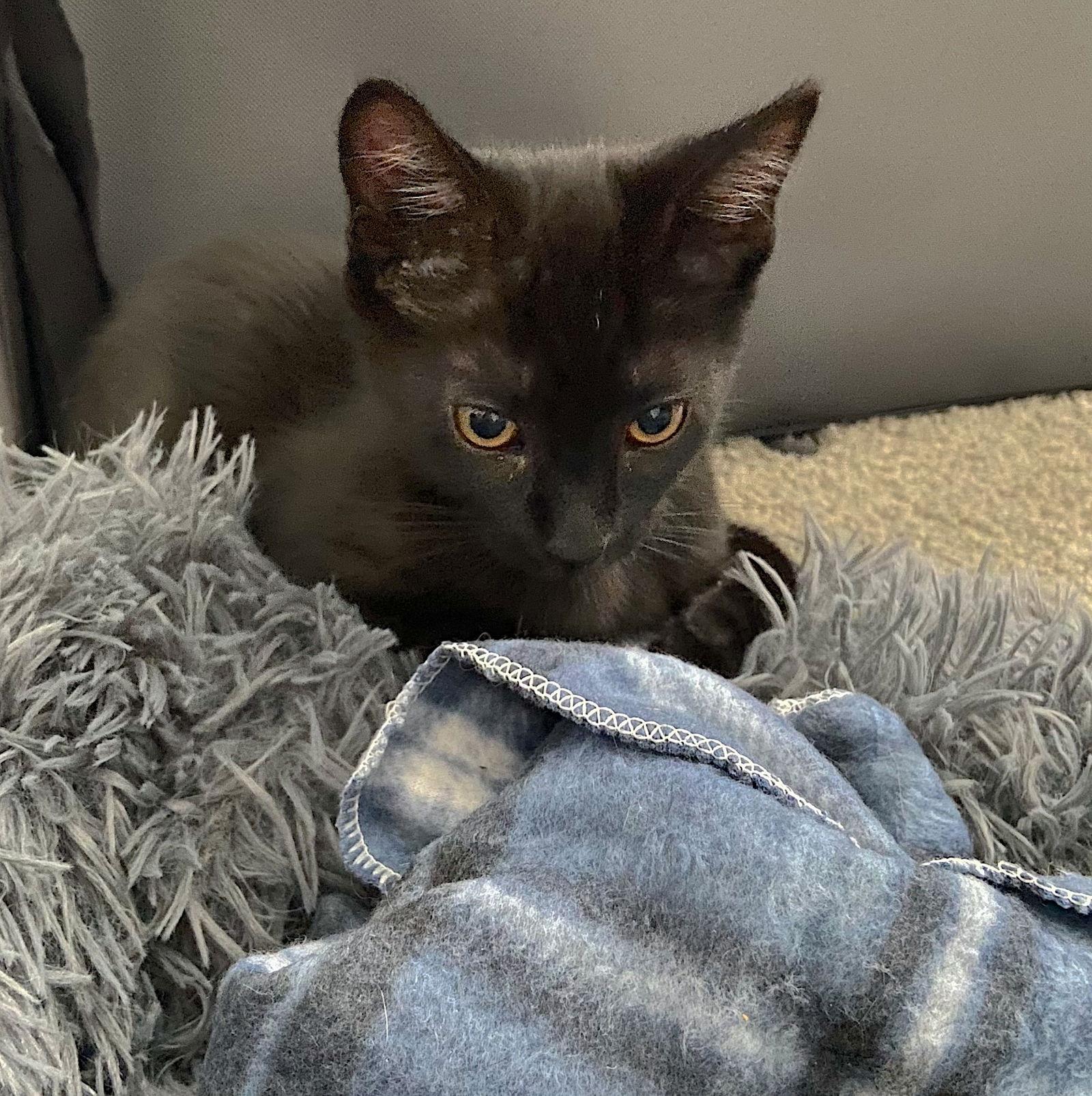 Enlarge SHADE - bonded with Gizmo, a Adoptable Domestic Short Hair in Fremont, CA image 2/3