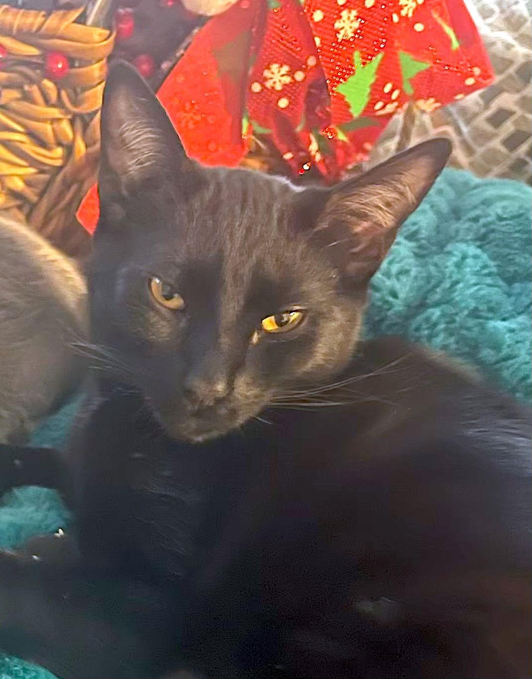 Enlarge SHADE - bonded with Gizmo, a Adoptable Domestic Short Hair in Fremont, CA image 2/3