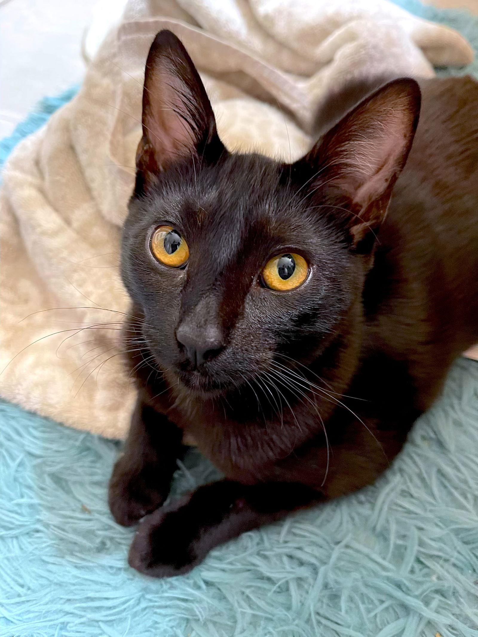 Enlarge SHADE - bonded with Gizmo, a Adoptable Domestic Short Hair in Fremont, CA image 3/3