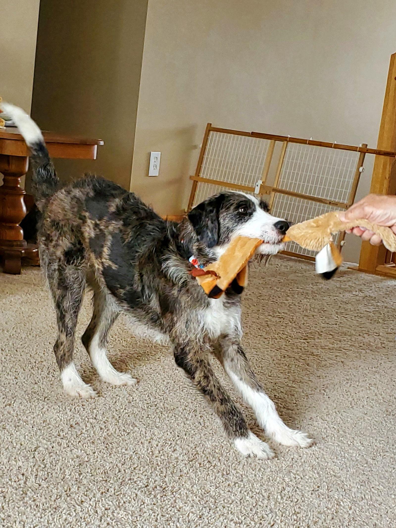 Enlarge Layla, a Adopted Terrier in Brooklyn Center, MN image 1/3
