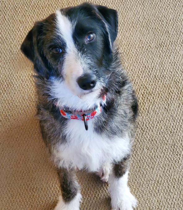 Enlarge Layla, a Adopted Terrier in Brooklyn Center, MN image 2/3