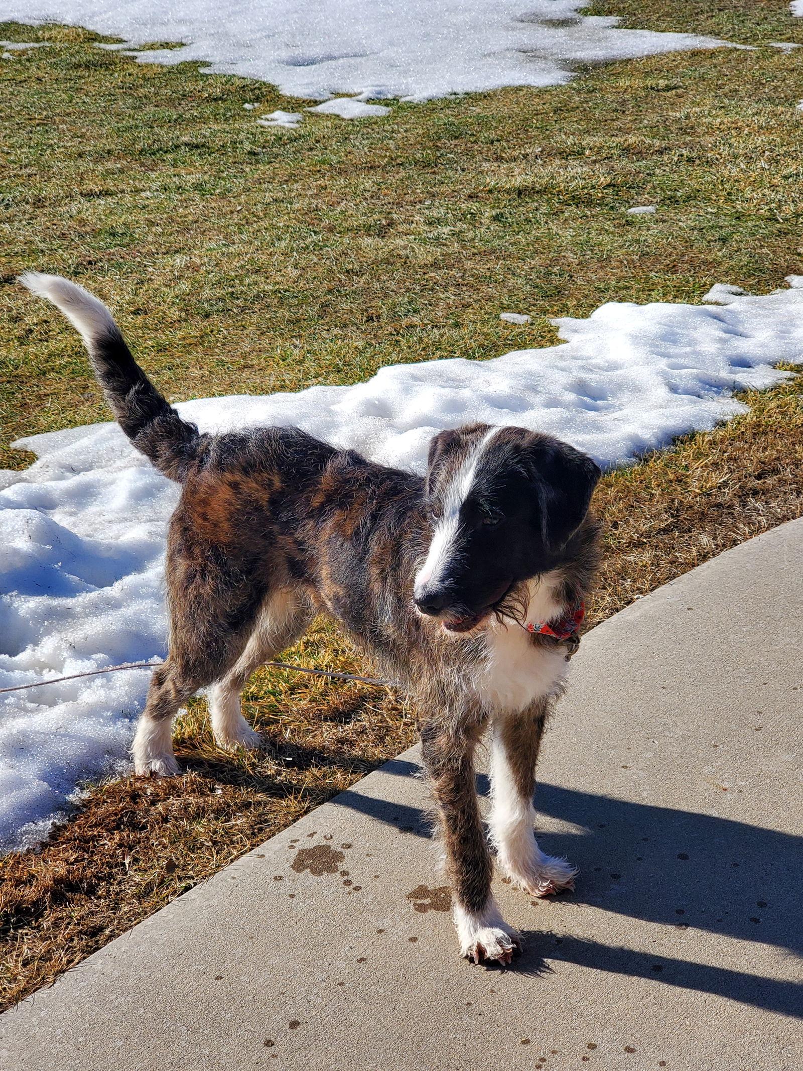 Enlarge Layla, a Adopted Terrier in Brooklyn Center, MN image 3/3