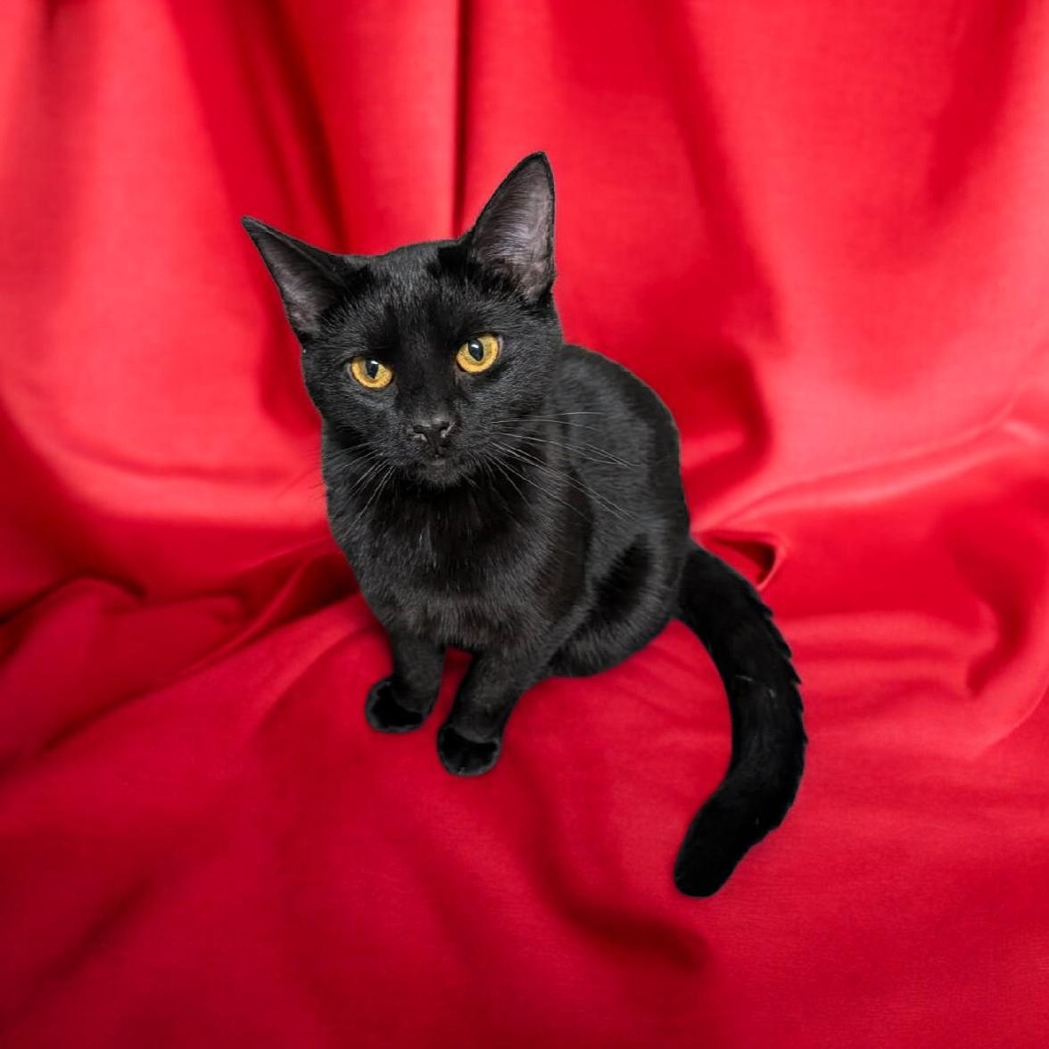 Lance - Bonded Pair, adoptable, Young Male Domestic Short Hair.